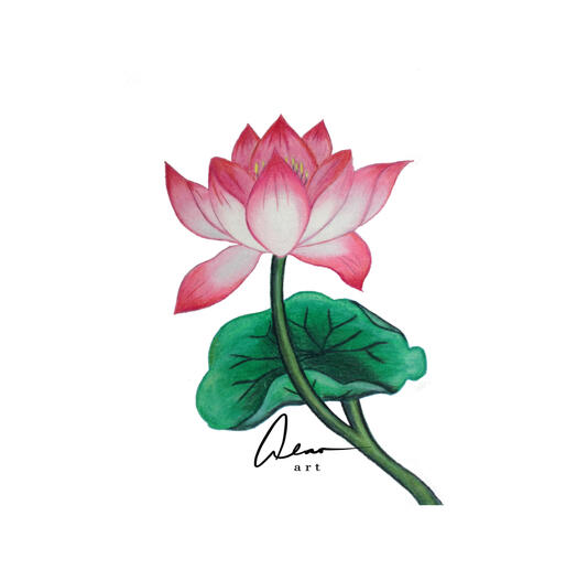 Lotus